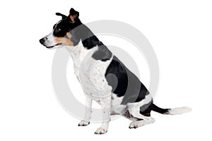 Happy Rat terrier puppy dog is sitting on a white background