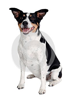 Happy Rat terrier puppy dog is sitting on a white background