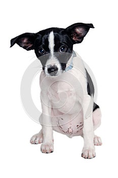 Happy Rat terrier puppy dog is sitting on a white background