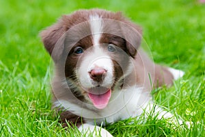 Happy red border collie puppy