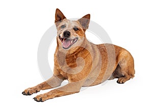 Happy Red Heeler Dog Laying