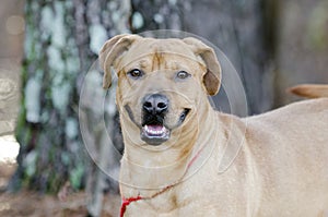 Happy red hound dog mixed breed dog male