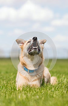 Happy red mutt dog lying down and looking up. Mix Breed dog on green grass