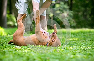 A happy red Pit Bull Terrier mixed breed dog receiving a belly rub from its owner photo