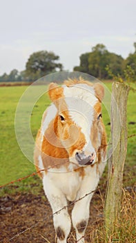 Happy red and white calf in sunshine photo