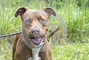 Happy red and white female American Pit Bull Terrier mix breed wagging tail