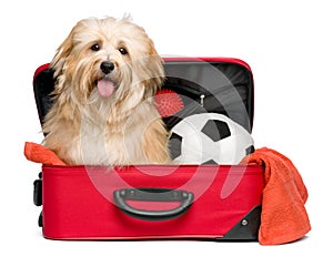 Happy reddish Bichon Havanese dog in a red traveling suitcase photo