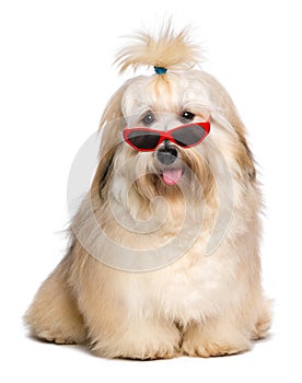 Happy reddish Havanese dog is wearing a funny red sunglasses