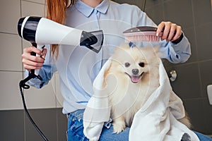 Happy redhaired ginger woman blowing dry the spitz dog hair wiping with a bath towel in the grooming salon
