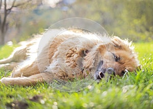 Happy relaxed beautiful fluffy beige dog lying on the grass