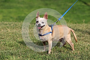 Happy Rescue Dog at the Park