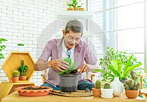 Happy retired man is planting houseplant at home as his hobby for mature leisure activity concept