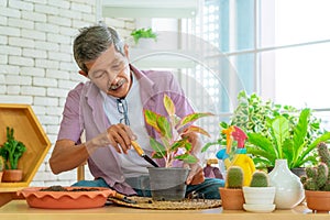 Happy retired man is planting houseplant at home as his hobby for mature leisure activity concept