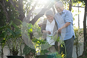 Happy retirement life, Asia elderly couples plant a tree in the garden.