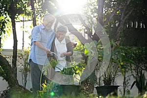 Happy retirement life, Asia elderly couples plant a tree in the garden.