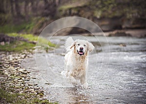 Happy Retriever playing in a river