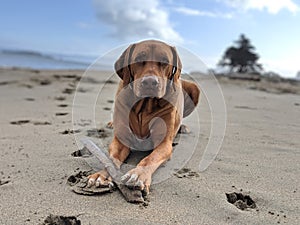 Cute happy big dog with a stick playing fetch on the beach looking at camera with wrinkled brow on sand with blurred blue sky