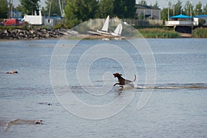 Happy rhodesian ridgeback dog running on the water near the shore