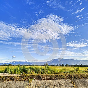 Happy at ricefield Amazing View Wonderful