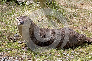 Happy River Otter Sunning On Grassy Bank