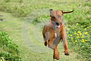 Happy running dog