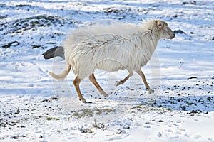 Happy running sheep in the snow with white long hair close up