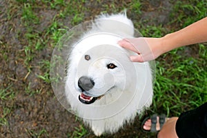 Happy Samoyed Dog Being Petted on Head by Child