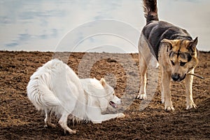 Happy samoyed dog plays with a larger friend at a dog park