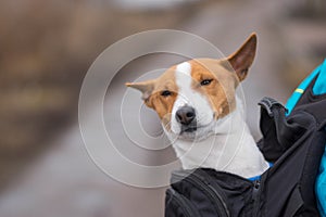 Happy and satisfied Basenji dog while sitting inside of comfortable master backpack before long  walk on a dirty street at fall se