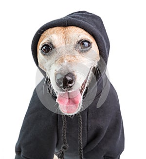 Happy satisfied dog wearing black hoodie. Gangster style clothes. White background