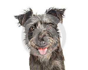 Happy Scruffy Terrier Dog Closeup