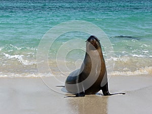 Happy seal on pristine beach, Floreana, Galapagos Islands, Ecuador