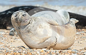 Happy seal pup on a beach