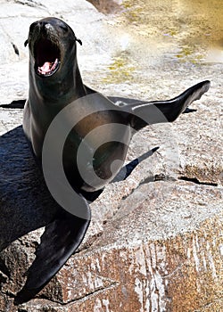Happy Seal Smiling and Waving