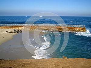 Happy seals at La Joya beach photo