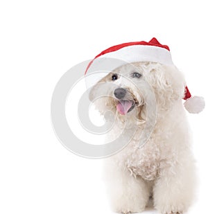 Happy seated santa claus bichon frise