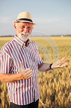 Happy senior agronomist or farmer proudly showing wheat seeds on his palm