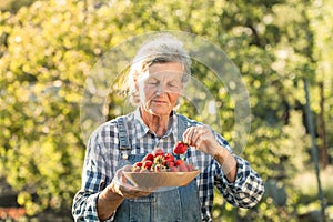 Happy senior caucasian woman holding wooden bowl full of freshly picked strawberries in the garden. Elderly lady farmer wearing