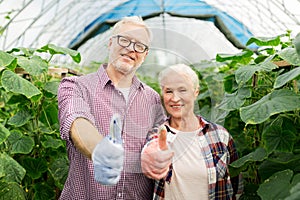 Happy senior couple at farm showing thumbs up