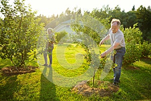 Happy senior couple gardening in apple tree orchard