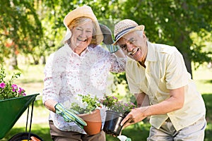 Happy senior couple gardening