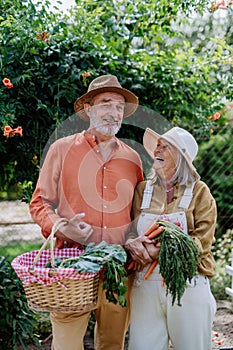 Happy senior couple harvesting vegetables from their garden.