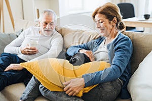 A happy senior couple sitting on a sofa indoors with a pet dog at home.