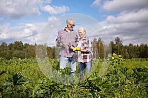 Happy senior couple on squash garden bed at farm