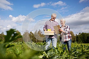 Happy senior couple with squashes at farm