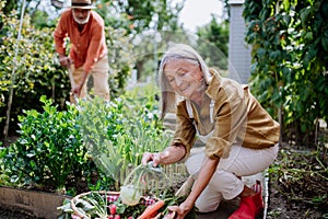 Happy senior couple working and harvesting vegetables from their garden.