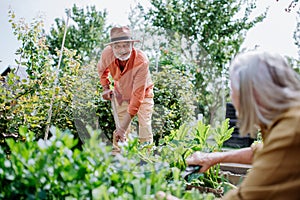 Happy senior couple working and harvesting vegetables from their garden.