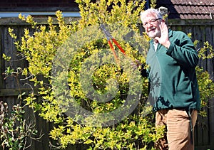 Happy Senior man cutting tree with loppers.