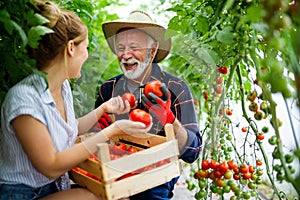 Happy senior man working together with woman in family greenhouse business.