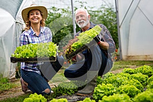 Happy senior man working together with woman in family greenhouse business.